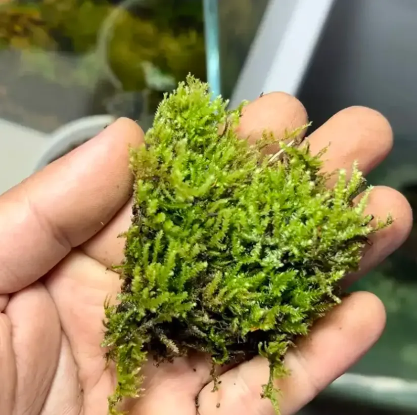Moss Life Cycle