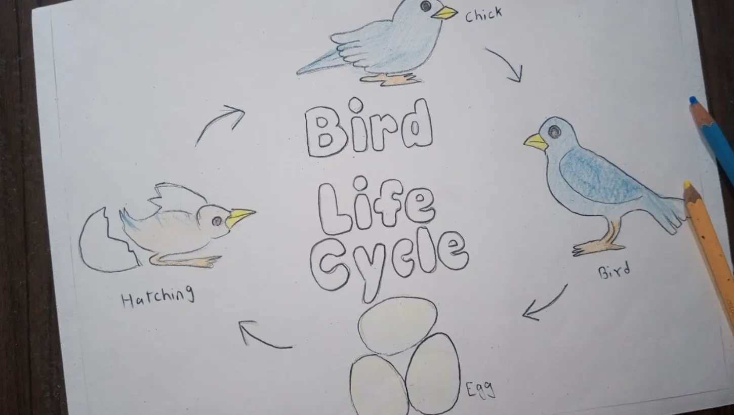 The Complete Life Cycle of a Bird: Egg-to-Adult Growth, Lifespan, Diet, and Ecosystem Role