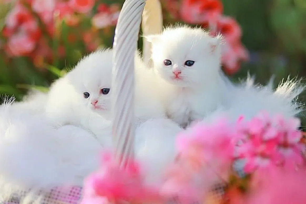 Life Cycle of a Cat: Complete Guide to Cat Growth, Reproduction, Lifespan, Diet, and Ecosystem Role