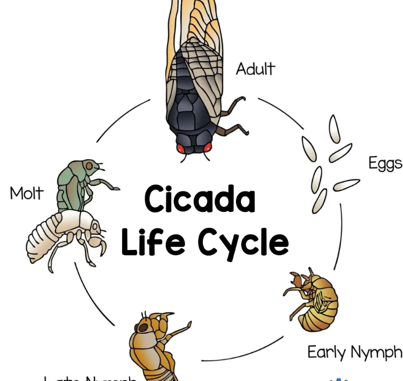 Life Cycle of a Cicada: Complete Guide to Their Egg, Nymph, Adult Stages, Lifespan, Diet, and Ecosystem Role